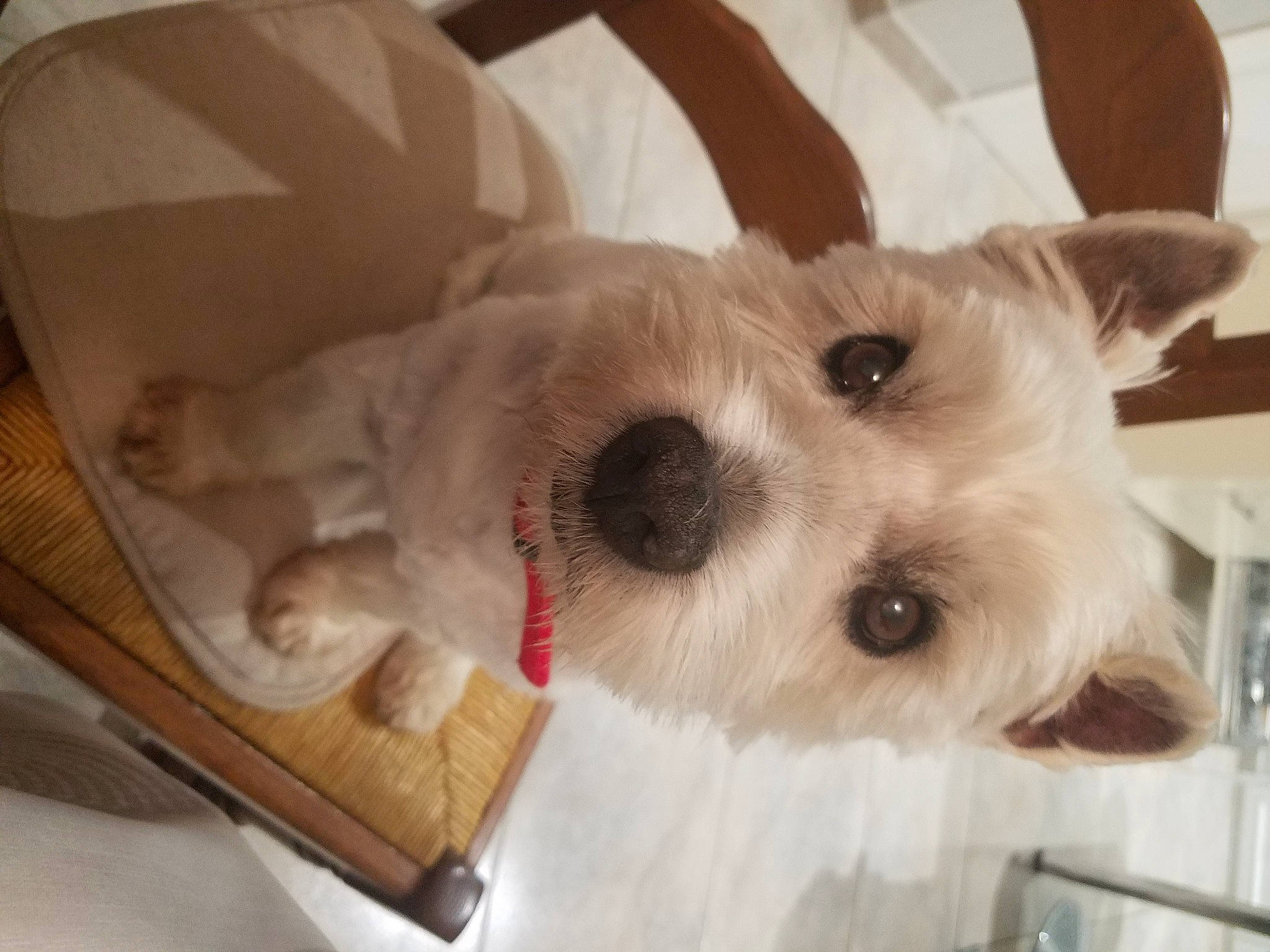 Aston a rejoint le concours — aidez-le/la à gagner de superbes lots ! canidae, carnivore, companion_dog, dog, dog_breed, mammal, miniature_schnauzer, morkie, puppy, puppy_love, rare_breed_dog, schnauzer, schnoodle, sealyham_terrier, small_terrier, snout, sporting_group, sporting_lucas_terrier, terrier, west_highland_white_terrier