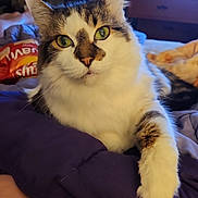 Lady is registered to the contest to win money with this photo: cat, indoor, pet, fluffy, green_eyes, blanket, relaxed, bedroom, furniture, chips_bag, paws, closeup, domestic_animal, resting, curious, cozy, soft_lighting, fur, whiskers, home