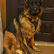 Bam Bam joined the competition — help win amazing prizes! alert, animal, black, brown, canine, companion, dog, domestic, door, fur, german_shepherd, harness, household, indoor, leash, loyal, mat, pet, portrait, sitting