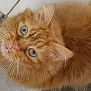 Safari a rejoint le concours — aidez-le/la à gagner de superbes lots ! alert, animal, cat, close_up, curious, cute, domestic_cat, ears, face, feline, fluffy, fur, green_eyes, indoor, looking_up, mammal, orange_tabby, pet, tile_floor, whiskers