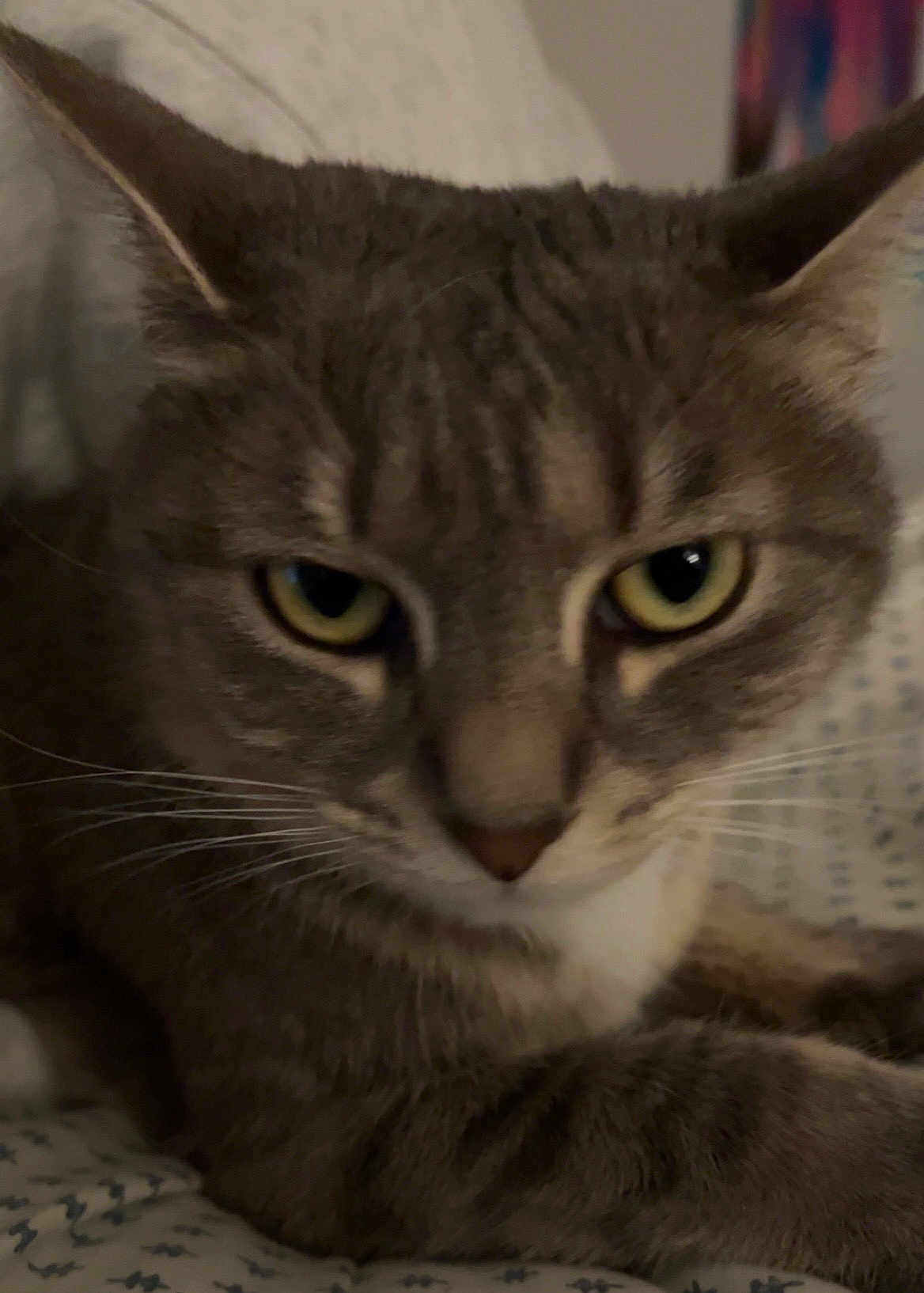 Binx joined the competition — help win amazing prizes! cat, cat_face, tabby_cat, whiskers, yellow_eyes, close_up, portrait, pet, indoor, bed, blanket, fur, ears, nose, paw, relaxed, curious, domestic_cat, soft_lighting, sleepy