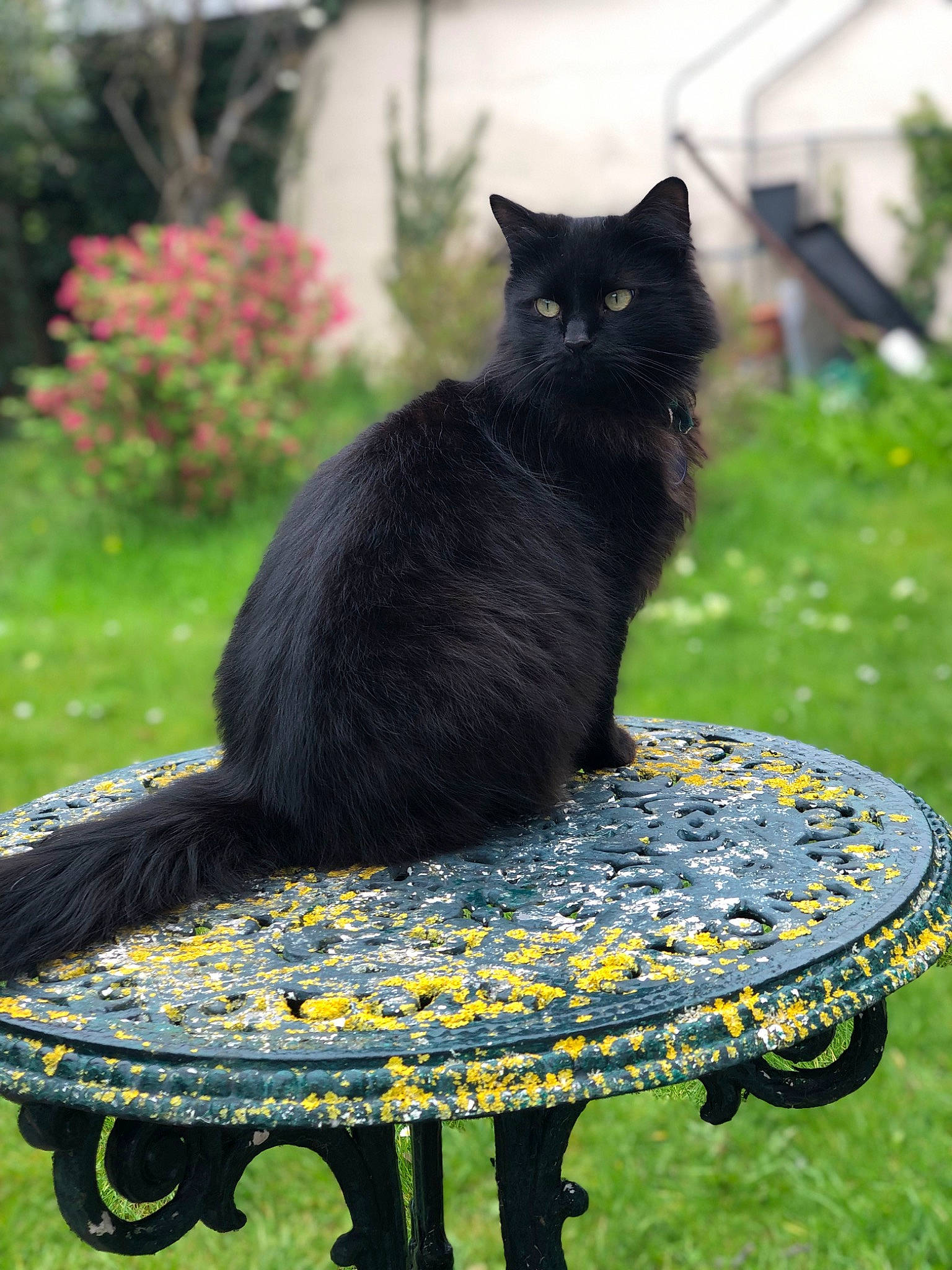Coal is registered to the contest to win money with this photo: black_cat, bombay, carnivore, cat, domestic_short_haired_cat, felidae, fur, garden, grass, leisure, outdoor_furniture, plant, sitting, small_to_medium_sized_cats, tail, tree, whiskers, yard