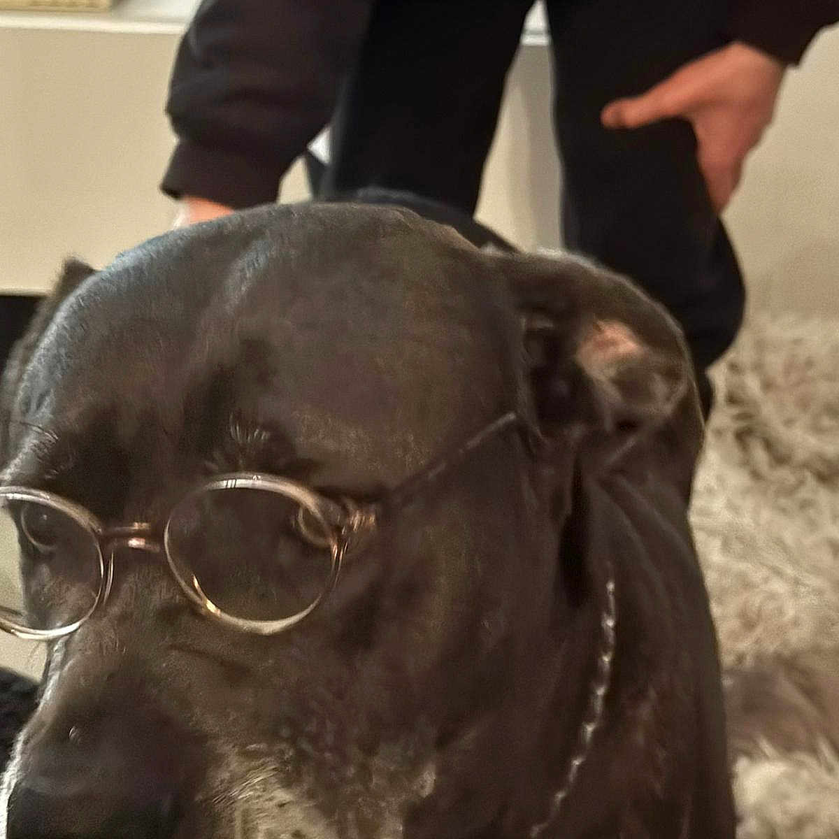 Nouska a rejoint le concours — aidez-le/la à gagner de superbes lots ! animal, black_dog, canine, chain_collar, close_up, companion, dog, eyewear, face, fur, furniture, glasses, hand, home, indoor, muzzle, person, pet, portrait, rug