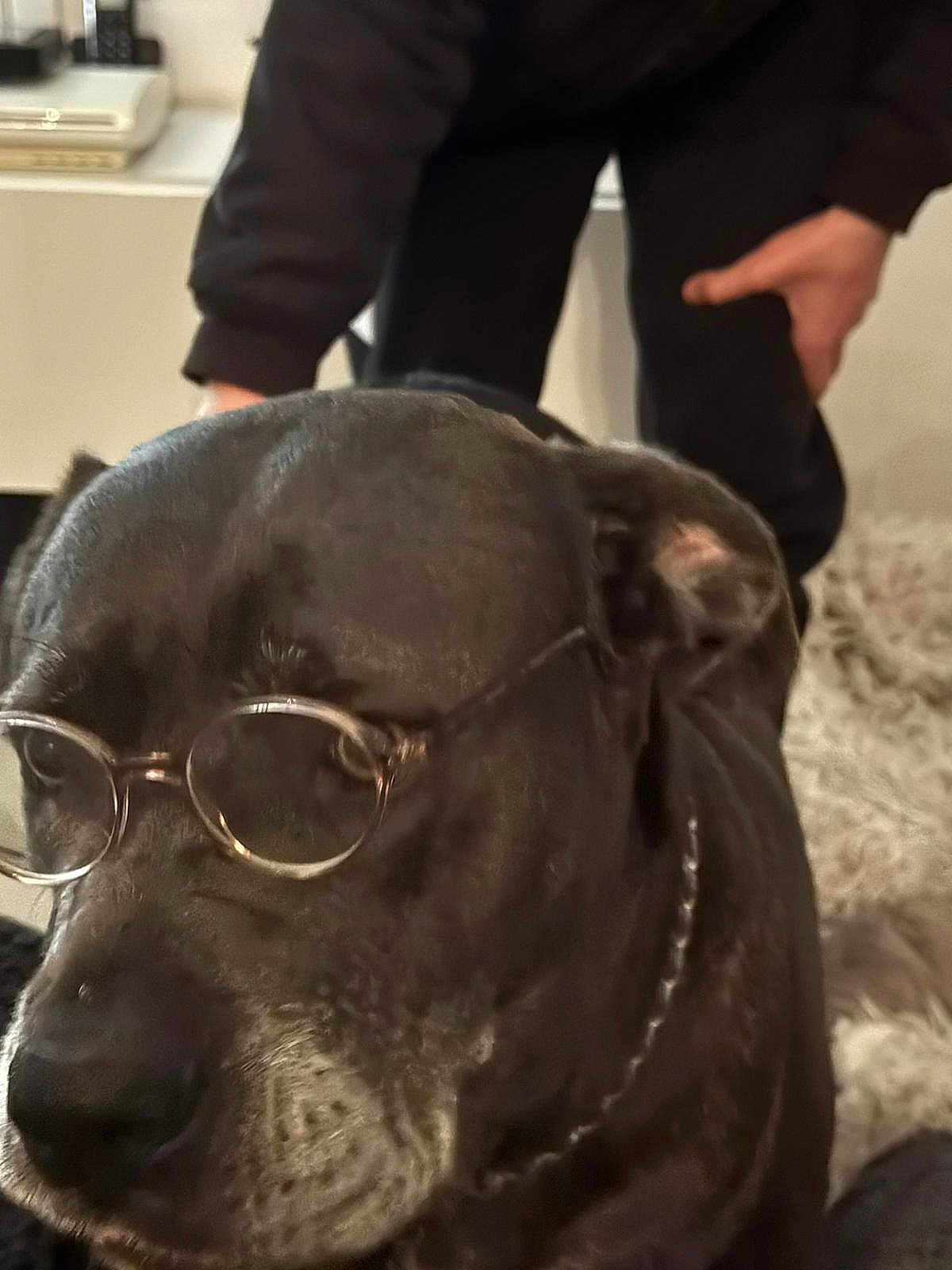 Nouska a rejoint le concours — aidez-le/la à gagner de superbes lots ! dog, black_dog, glasses, indoor, person, hand, fur, pet, chain_collar, face, close_up, muzzle, portrait, furniture, rug, home, animal, canine, companion, eyewear