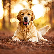 Sun participe au concours pour gagner de l'argent avec cette photo : golden_retriever, dog, animal, pet, outdoor, forest, nature, sunset, bokeh, brown, fur, tongue, lying_down, canine, mammal, leaf_litter, daylight, closeup, portrait, eyes