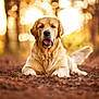 golden_retriever, dog, animal, pet, outdoor, forest, nature, sunset, bokeh, brown, fur, tongue, lying_down, canine, mammal, leaf_litter, daylight, closeup, portrait, eyes