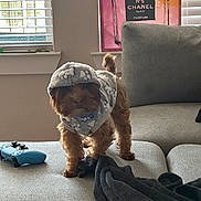 Koda joined the competition — help win amazing prizes! blanket, blinds, brown_dog, clothing, couch, cozy, curious, dog, furniture, game_controller, home, hoodie, indoor, living_room, pet, poster, small_dog, soft_texture, standing, window
