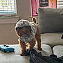 blanket, blinds, brown_dog, clothing, couch, cozy, curious, dog, furniture, game_controller, home, hoodie, indoor, living_room, pet, poster, small_dog, soft_texture, standing, window