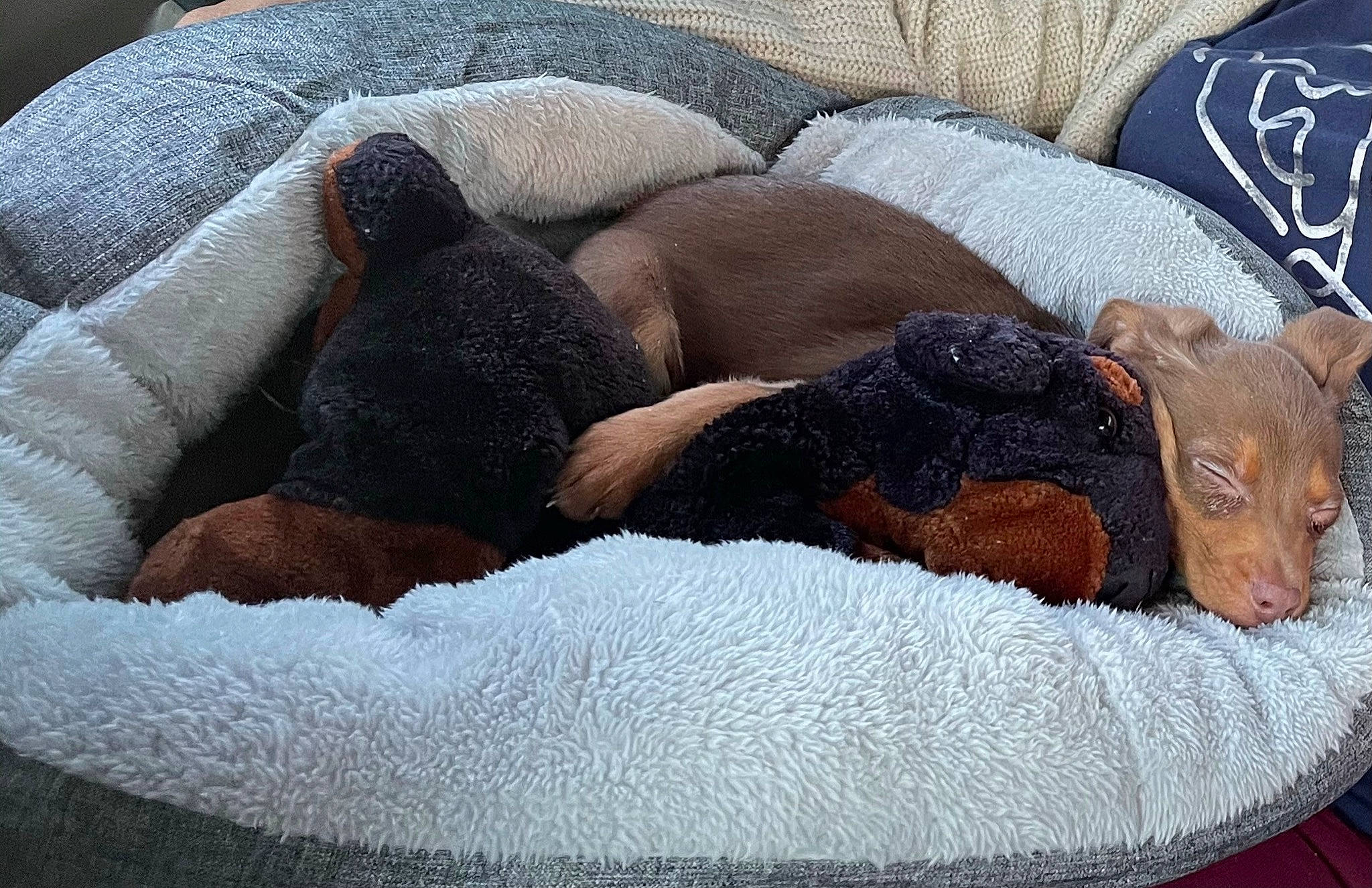 Meeko joined the competition — help win amazing prizes! bedtime, canidae, carnivore, comfort, companion_dog, dog, dog_bed, dog_breed, fawn, felidae, fur, grey, linens, liver, small_to_medium_sized_cats, snout, sporting_group, terrestrial_animal, whiskers, working_animal