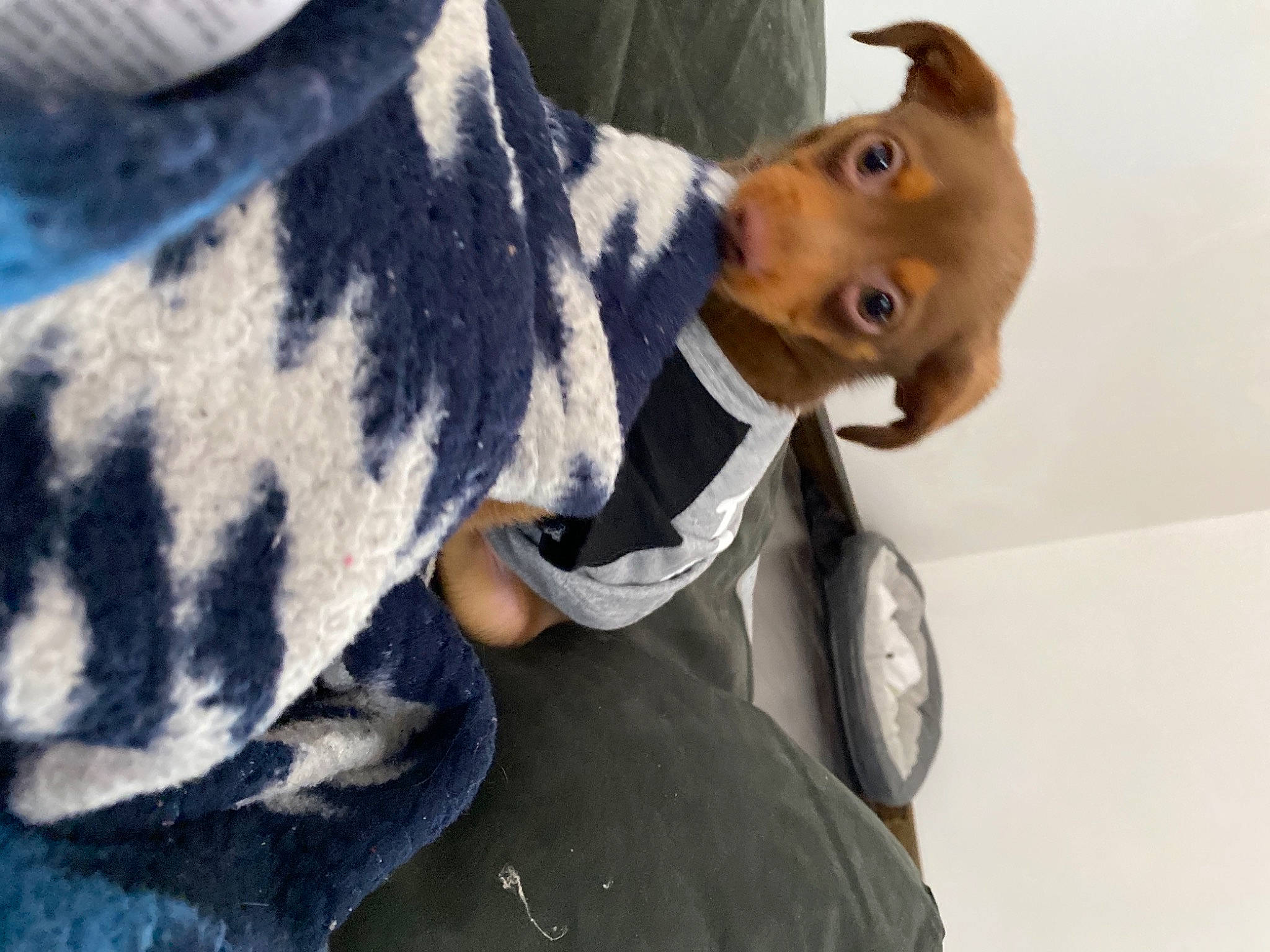 Meeko joined the competition — help win amazing prizes! canidae, carnivore, collar, companion_dog, dog, dog_breed, dog_collar, electric_blue, fawn, fur, liver, mammal, pet_supply, selfie, snout, sporting_group, street_fashion, whiskers, working_animal, working_dog