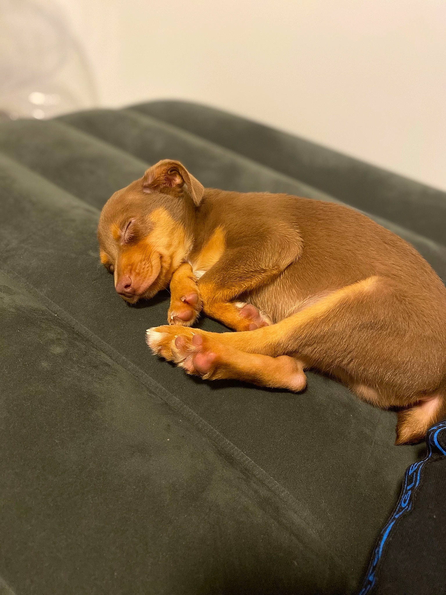 Meeko is registered to the contest to win money with this photo: brown, canidae, carnivore, comfort, companion_dog, dog_breed, fawn, fur, linens, liver, paw, snout, sporting_group, tail, terrestrial_animal, wildlife, wood, working_animal