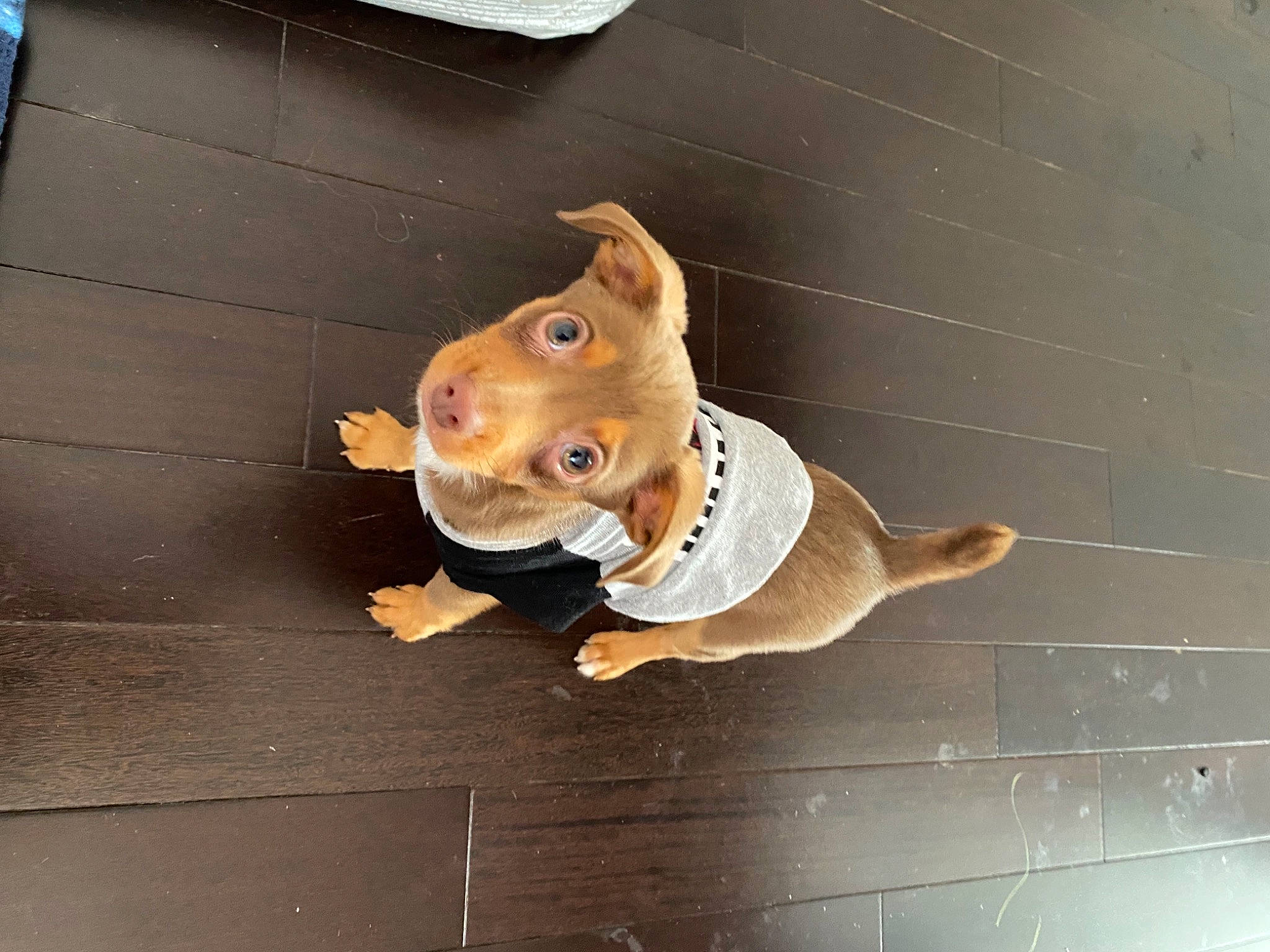 Meeko joined the competition — help win amazing prizes! art, canidae, carnivore, companion_dog, dog, dog_breed, fawn, felidae, flooring, hardwood, line, mascot, snout, sporting_group, stuffed_toy, tail, toy, whiskers, wood, working_animal