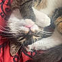 Serj 'Stinky' is registered to the contest to win money with this photo: cat, sleeping, whiskers, paw, fur, tabby, white_fur, red_blanket, pattern, cozy, cute, pet, indoors, relaxed, closeup, nose, mouth, tail, animal, resting