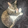 Serj 'Stinky' joined the competition — help win amazing prizes! cat, tabby, sleeping, paw, pink_paw_pads, curled_up, furry, pet, animal, resting, cozy, blanket, soft, cute, domestic_cat, whiskers, ears, tail, fur_pattern, relaxation