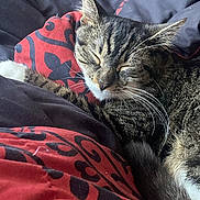 Serj 'Stinky' joined the competition — help win amazing prizes! cat, tabby, sleeping, bed, blanket, red, black, patterned, fur, whiskers, cozy, resting, indoor, animal, pet, closeup, cute, relaxed, comfort, soft