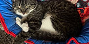 Serj 'Stinky' is registered to the contest to win money with this photo: cat, tabby, sleeping, pet, animal, feline, cozy, cushion, spiderman, comic, indoor, resting, cute, whiskers, paw, fur, relaxing, bed, closeup, nap