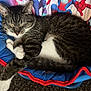 cat, tabby, sleeping, pet, animal, feline, cozy, cushion, spiderman, comic, indoor, resting, cute, whiskers, paw, fur, relaxing, bed, closeup, nap