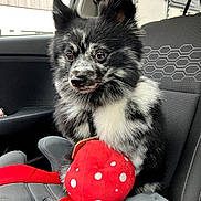 Bounty participe au concours pour gagner de l'argent avec cette photo : dog, puppy, black_and_white, fluffy, sitting, car, car_interior, passenger_seat, pet, animal, mushroom_toy, red_toy, polka_dots, pointed_ears, portrait, close_up, looking_at_camera, fur, daylight, cute