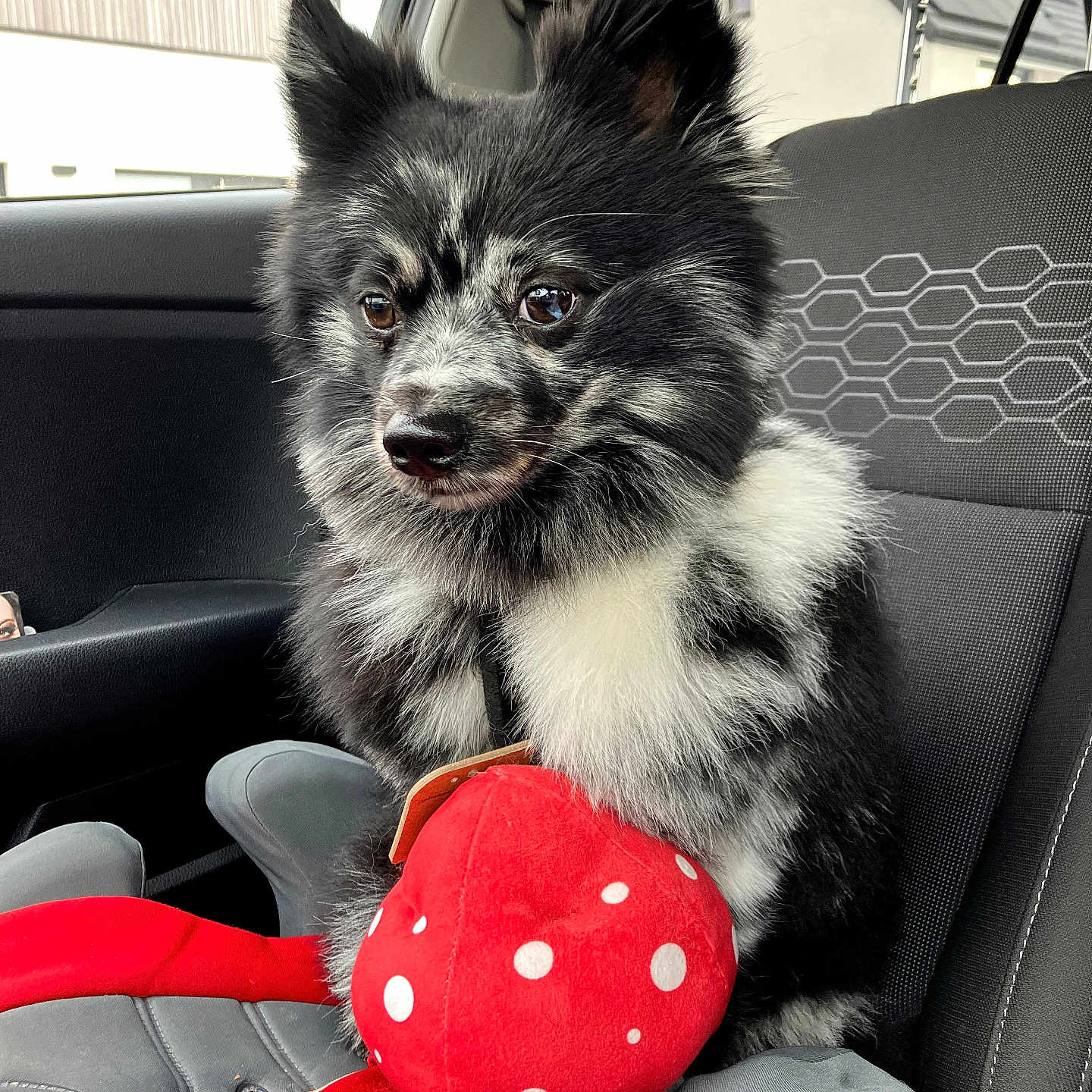 Bounty participe au concours pour gagner de l'argent avec cette photo : dog, puppy, black_and_white, fluffy, sitting, car, car_interior, passenger_seat, pet, animal, mushroom_toy, red_toy, polka_dots, pointed_ears, portrait, close_up, looking_at_camera, fur, daylight, cute