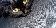 Oréo participe au concours pour gagner de l'argent avec cette photo : black_cat, cat, yellow_eyes, fur, pet, indoor, closeup, texture, gray_fabric, resting, cozy, animal, mammal, whiskers, portrait, looking, cute, soft_light, relaxed, home