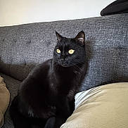 Oréo participe au concours pour gagner de l'argent avec cette photo : black_cat, cat, pet, feline, animal, indoor, couch, furniture, yellow_eyes, sitting, cozy, home, domestic_animal, whiskers, fur, relaxed, looking_away, pillows, gray_couch, resting