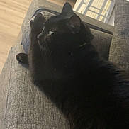 Oréo a rejoint le concours — aidez-le/la à gagner de superbes lots ! cat, black_cat, couch, gray_couch, furniture, indoor, home, floor, wooden_floor, stool, pet, animal, relaxing, side_view, domestic_cat, fur, whiskers, ear, resting, looking