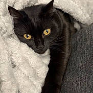 Oréo a rejoint le concours — aidez-le/la à gagner de superbes lots ! cat, black_cat, yellow_eyes, pet, animal, cozy, blanket, fur, paw, indoor, resting, snuggled, soft_texture, closeup, relaxed, cute, domestic_animal, sleepy, comfort, feline