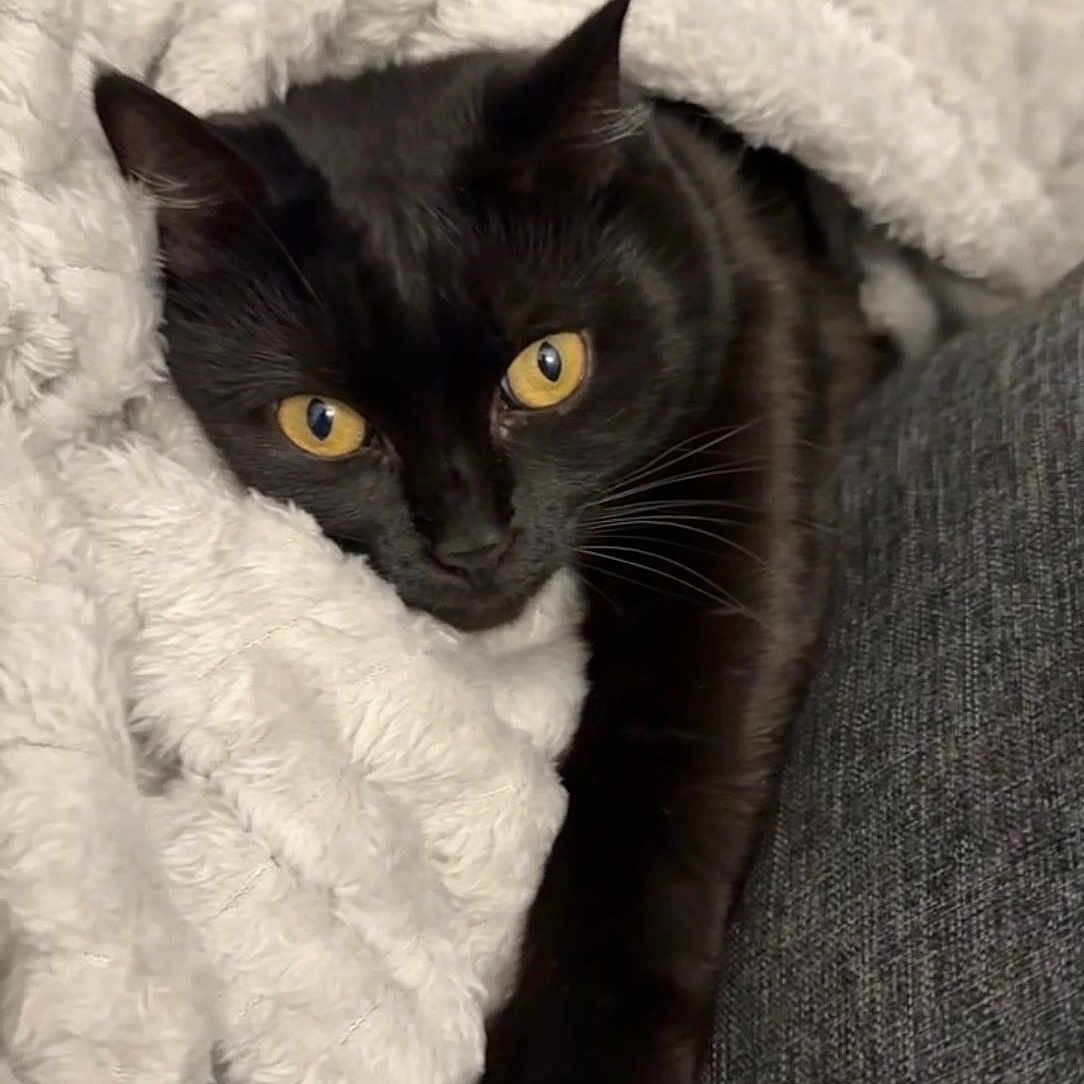 Oréo a rejoint le concours — aidez-le/la à gagner de superbes lots ! animal, black_cat, blanket, cat, closeup, comfort, cozy, cute, domestic_animal, feline, fur, indoor, paw, pet, relaxed, resting, sleepy, snuggled, soft_texture, yellow_eyes