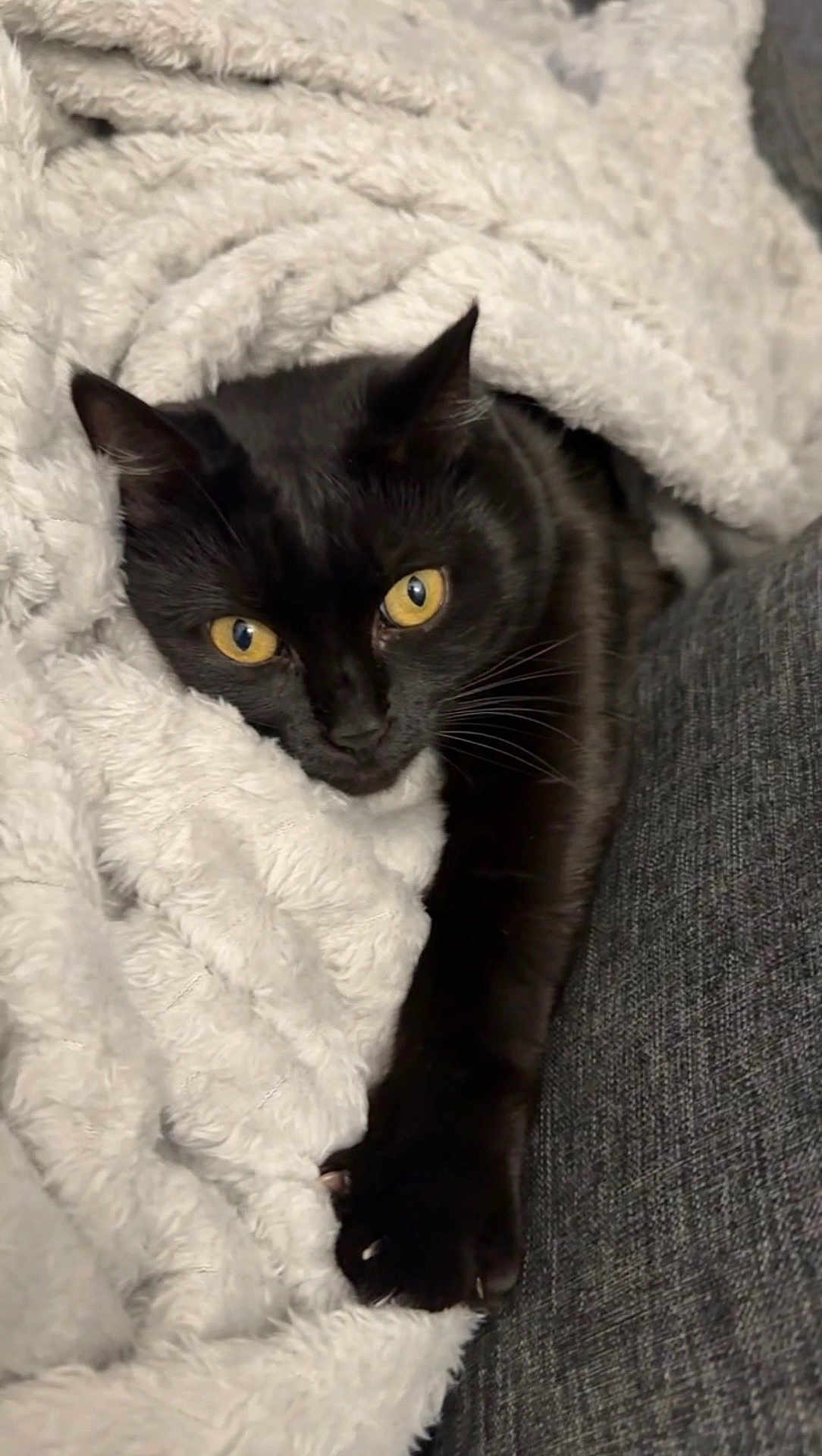 Oréo a rejoint le concours — aidez-le/la à gagner de superbes lots ! cat, black_cat, yellow_eyes, pet, animal, cozy, blanket, fur, paw, indoor, resting, snuggled, soft_texture, closeup, relaxed, cute, domestic_animal, sleepy, comfort, feline