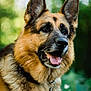 dog, german_shepherd, animal, pet, portrait, outdoor, fur, ears, tongue, collar, canine, nature, friendly, closeup, muzzle, happy, companion, brown, black, blurred_background