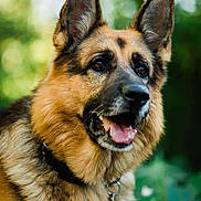 Ilios a rejoint le concours — aidez-le/la à gagner de superbes lots ! animal, black, brown, canine, closeup, collar, dog, domestic_animal, ears, eyes, friendly, fur, german_shepherd, happy, muzzle, nature, outdoor, pet, portrait, tongue