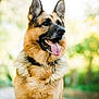 dog, german_shepherd, canine, pet, animal, outdoor, nature, tongue_out, happy, alert, fur, collar, portrait, sitting, blurred_background, greenery, sunlight, mammal, friendly, closeup