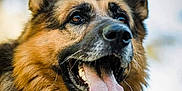 Ilios participe au concours pour gagner de l'argent avec cette photo : animal, blurred_background, canine, close_up, collar, dog, ears, friendly, fur, german_shepherd, happy, mouth, muzzle, nature, outdoor, pet, portrait, smiling, tongue, tongue_out