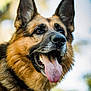 dog, german_shepherd, canine, pet, animal, portrait, tongue_out, ears, fur, outdoor, happy, close_up, muzzle, collar, nature, blurred_background, friendly, tongue, mouth, smiling