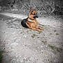 dog, german_shepherd, animal, outdoor, path, dirt, grass, nature, canine, pet, fur, ears, resting, side_view, quiet, calm, muzzle, alert, ground, blurred_background