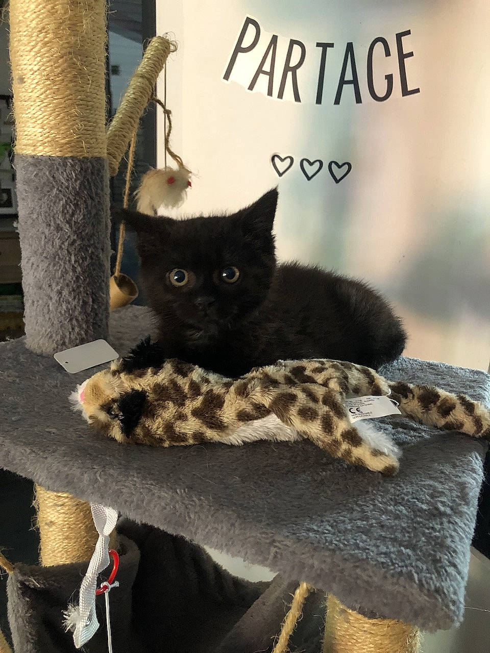 Filou a rejoint le concours — aidez-le/la à gagner de superbes lots ! art, black_cat, bombay, carnivore, cat, cat_supply, domestic_short_haired_cat, felidae, font, fur, grey, pattern, photo_caption, plant, small_to_medium_sized_cats, tail, tree, whiskers, window, wood