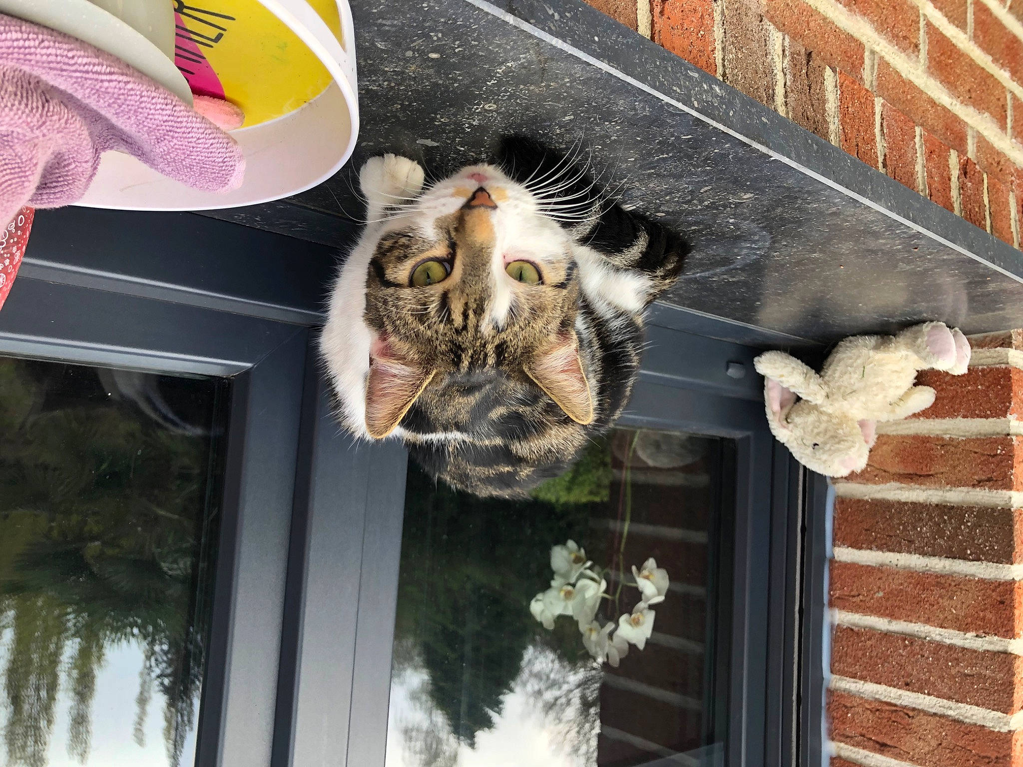 Souki a rejoint le concours — aidez-le/la à gagner de superbes lots ! brick, brickwork, carnivore, cat, domestic_short_haired_cat, door, felidae, fur, house, natural_material, plant, sash_window, small_to_medium_sized_cats, snapshot, tail, tree, whiskers, white, window, wood