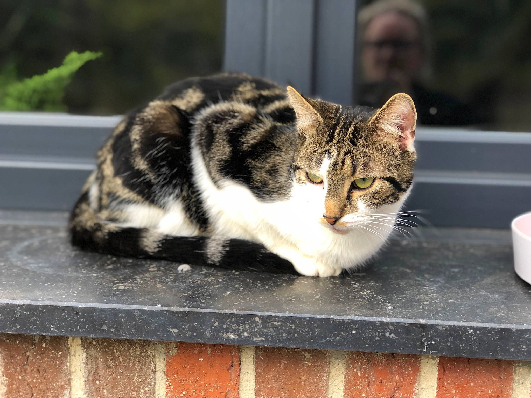 Souki a rejoint le concours — aidez-le/la à gagner de superbes lots ! asphalt, carnivore, cat, domestic_short_haired_cat, felidae, fur, grass, paper_towel, paw, road_surface, serveware, sitting, small_to_medium_sized_cats, snout, tail, terrestrial_animal, whiskers, window