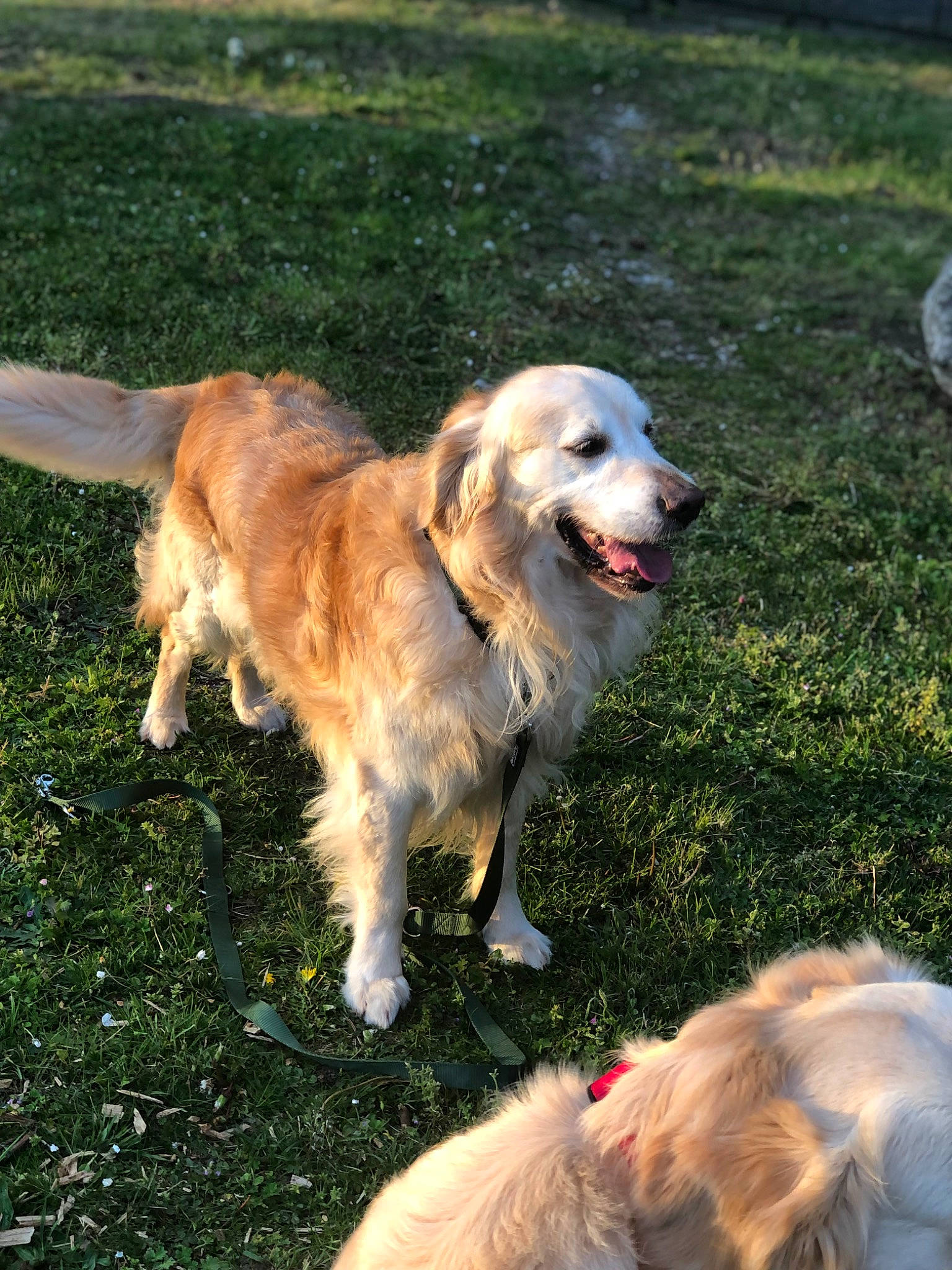 Lucky a rejoint le concours — aidez-le/la à gagner de superbes lots ! carnivore, companion_dog, dog, dog_breed, golden_retriever, grass, gun_dog, plant, retriever, sporting_group, working_dog