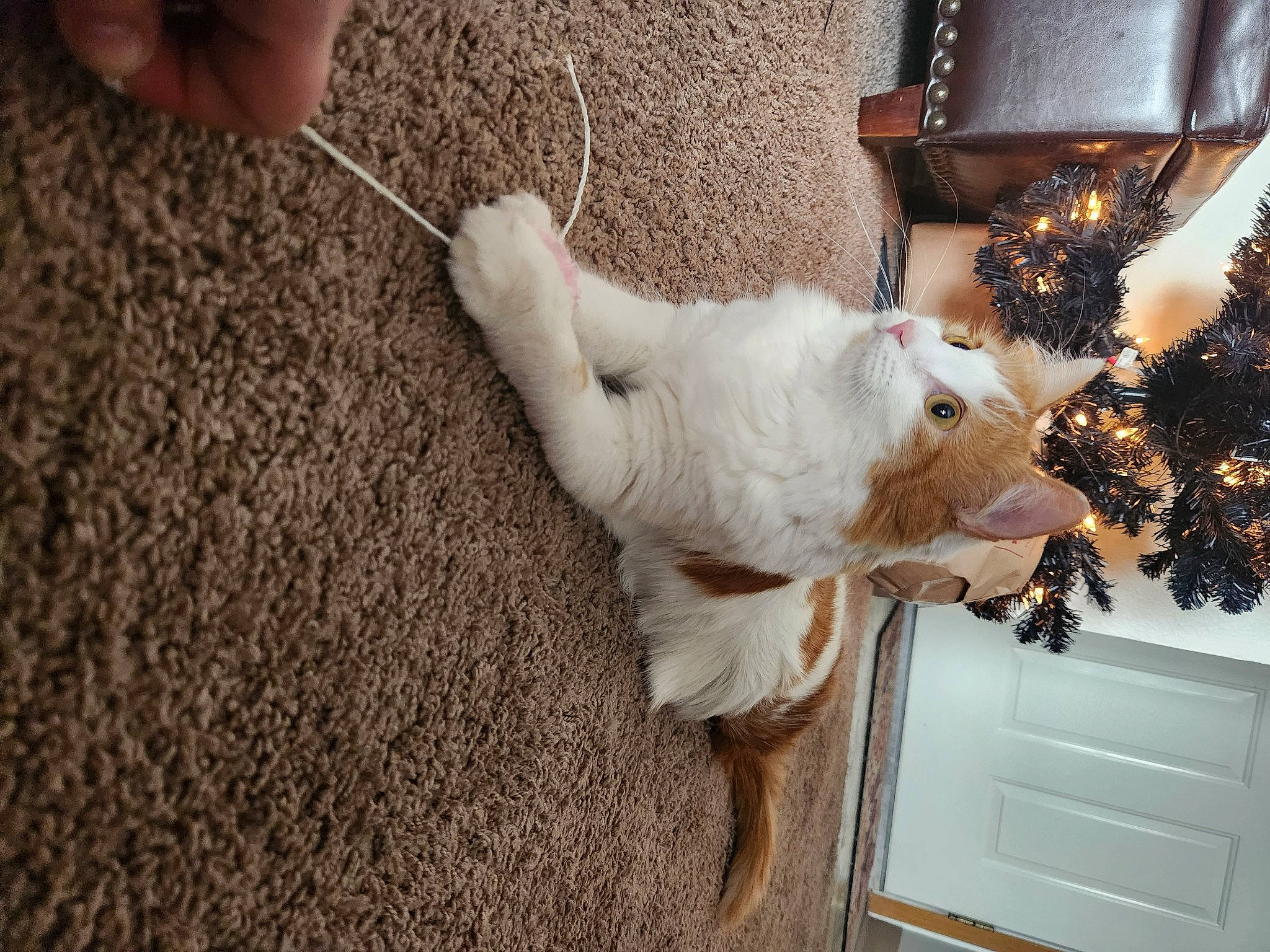 Avery is registered to the contest to win money with this photo: canidae, carnivore, cat, christmas_tree, companion_dog, domestic_short_haired_cat, door, fawn, felidae, flooring, fur, ornament, paw, room, small_to_medium_sized_cats, sporting_group, tail, twig, whiskers, wood