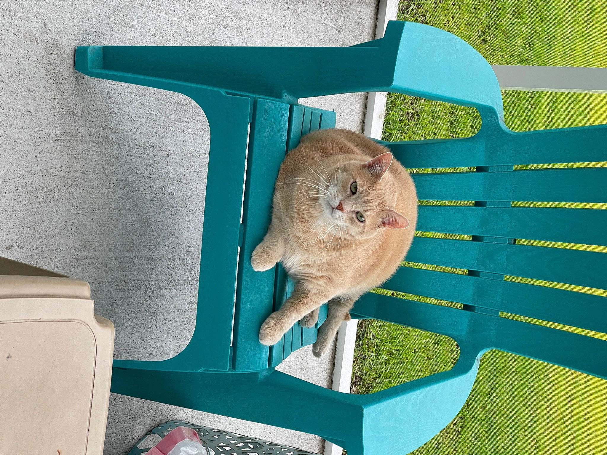 Toddles joined the competition — help win amazing prizes! carnivore, cat, cat_supply, domestic_short_haired_cat, electric_blue, fawn, felidae, grass, green, hat, marsupial, outdoor_furniture, rabbit, rabbits_and_hares, rodent, shelf, small_to_medium_sized_cats, tail, whiskers, wood