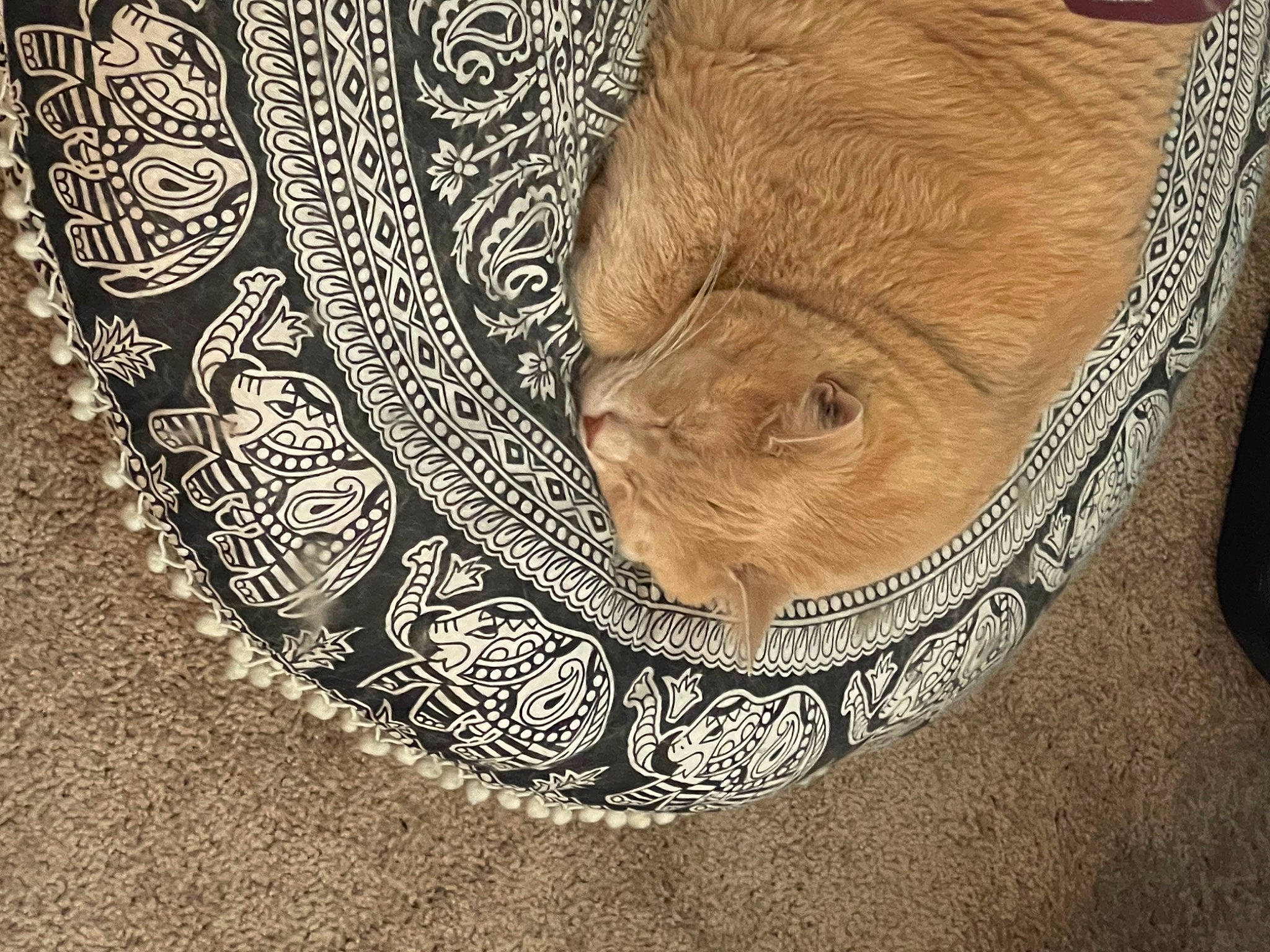 Toddles joined the competition — help win amazing prizes! art, carving, circle, fawn, floor, flooring, fur, illustration, linens, metal, motif, pattern, relief, road_surface, serveware, tree, visual_arts, whiskers, wood, wrinkle