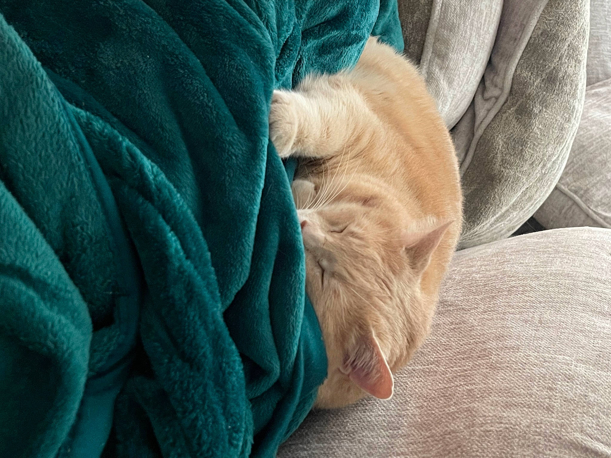 Toddles joined the competition — help win amazing prizes! comfort, couch, denim, electric_blue, fiber, foot, fur, gesture, human_leg, knee, linens, nail, room, thigh, thread, thumb, wood, wool, wrinkle, wrist