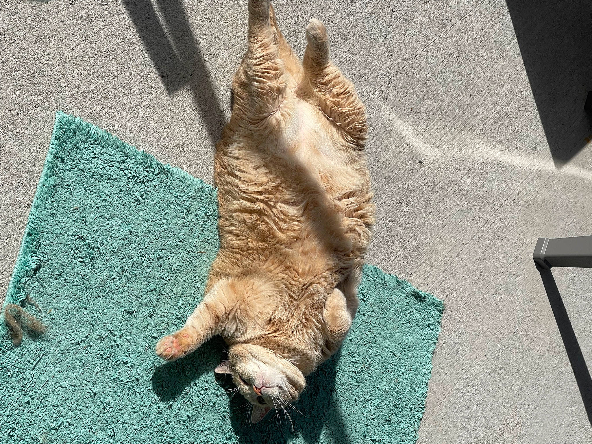 Toddles is registered to the contest to win money with this photo: canidae, carnivore, cat, claw, comfort, domestic_short_haired_cat, fawn, felidae, flooring, fur, human_leg, paw, small_to_medium_sized_cats, snout, sporting_group, tail, terrestrial_animal, whiskers, wildlife, wood