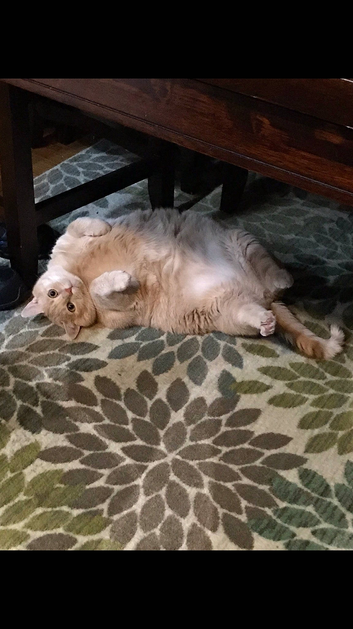 Todd joined the competition — help win amazing prizes! canidae, carnivore, cockapoo, dog, dog_breed, golden_retriever, goldendoodle, labradoodle, mammal, retriever, sporting_group