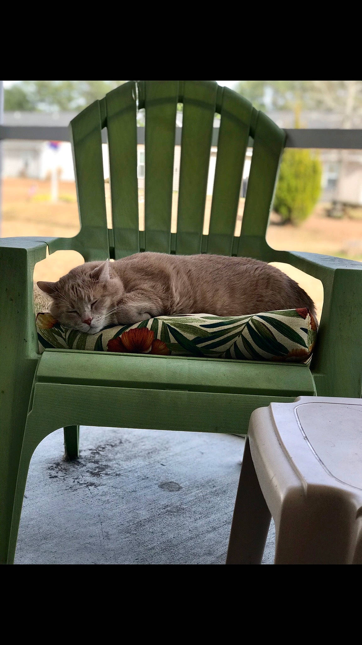 Todd joined the competition — help win amazing prizes! bengal, canidae, carnivore, cat, chair, comfort, felidae, furniture, outdoor_furniture, small_to_medium_sized_cats