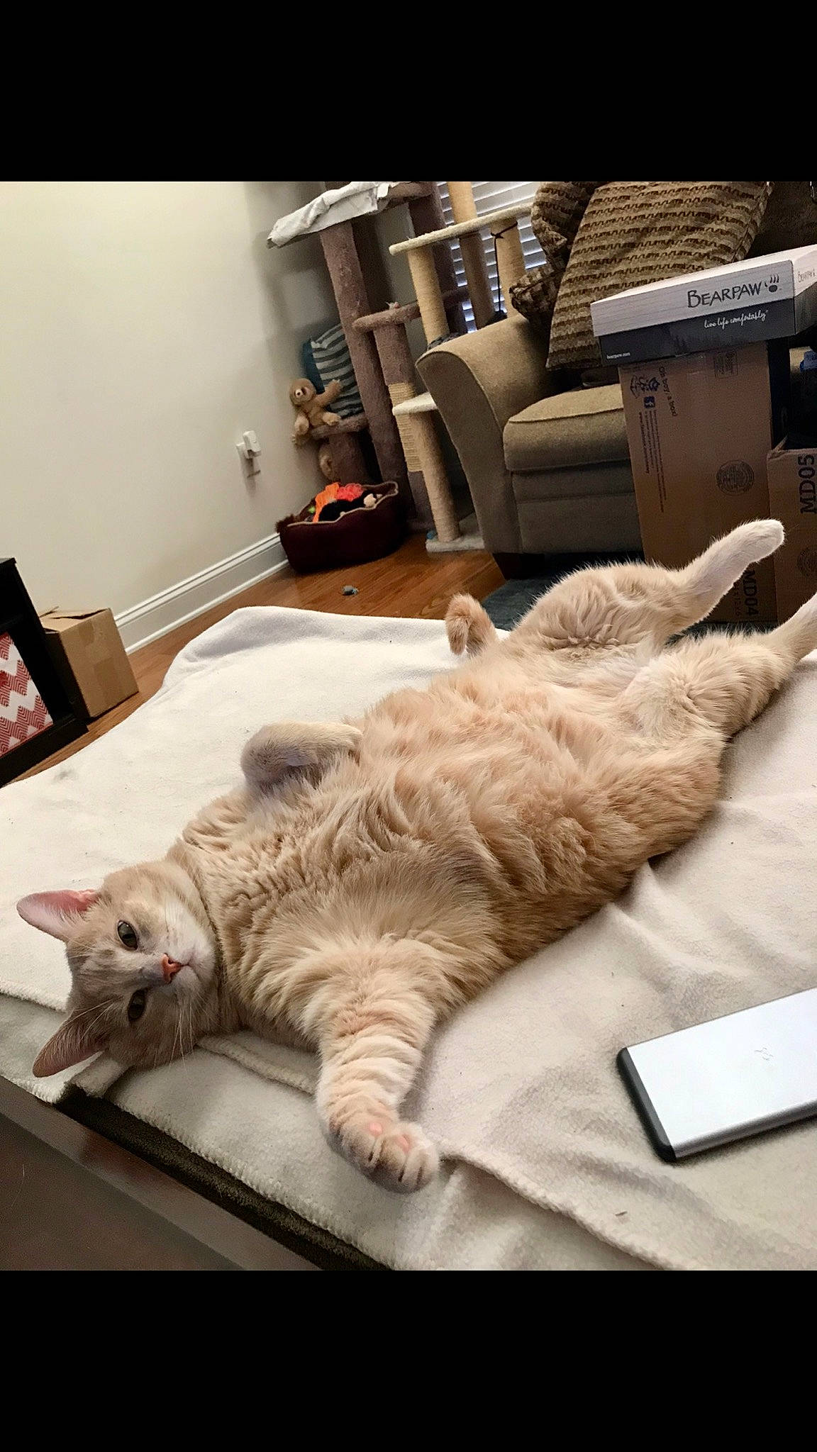 Todd joined the competition — help win amazing prizes! carnivore, cat, domestic_short_haired_cat, ear, european_shorthair, felidae, fur, kitten, nap, paw, sleep, small_to_medium_sized_cats, tabby_cat, tail, technology, whiskers