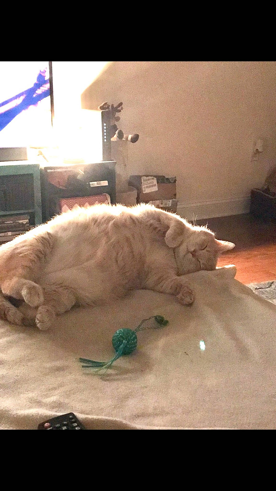 Todd joined the competition — help win amazing prizes! bichon, canidae, carnivore, dog, dog_breed, goldendoodle, kuvasz, maltese, non_sporting_group, retriever, sporting_group