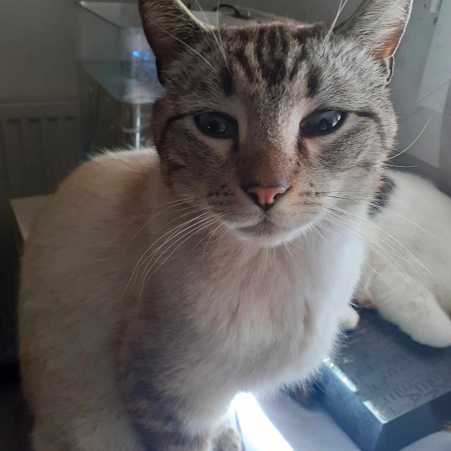 Roxe participe au concours pour gagner de l'argent avec cette photo : abyssinian, animal, cat, egyptiancat, kitten, manx, pet, plywood, siamese, wood