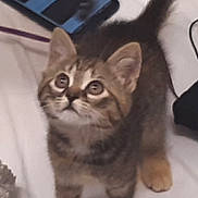 Umi a rejoint le concours — aidez-le/la à gagner de superbes lots ! kitten, cat, tabby, pet, animal, curious, looking_up, fur, whiskers, ears, tail, paws, indoor, bed, phone, young, cute, small, domestic, feline